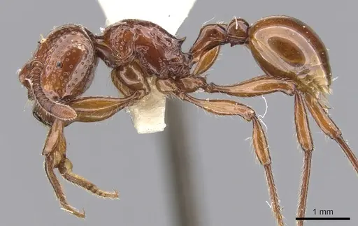 Pristomyrmex umbripennis specimen CASENT0901713 image casent0901713_3