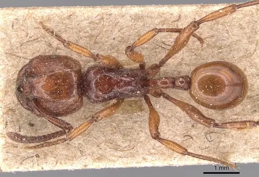 Pristomyrmex umbripennis specimen CASENT0904693 image casent0904693_1