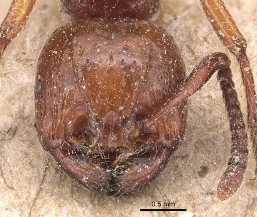 Pristomyrmex umbripennis specimen CASENT0904693 image casent0904693_2
