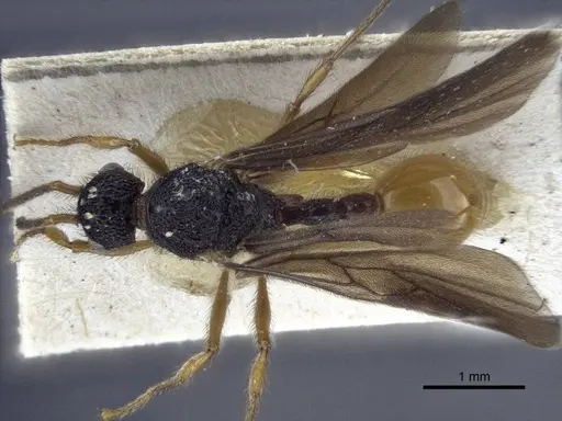 Pristomyrmex umbripennis specimen CASENT0916662 image casent0916662_1