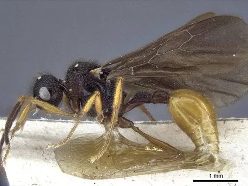 Pristomyrmex umbripennis specimen CASENT0916662 image casent0916662_3