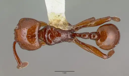 Pristomyrmex umbripennis specimen CASTYPE06994 image castype06994_1