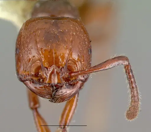 Pristomyrmex umbripennis specimen CASTYPE06994 image castype06994_2