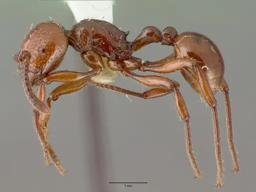 Pristomyrmex umbripennis specimen CASTYPE06994 image castype06994_3