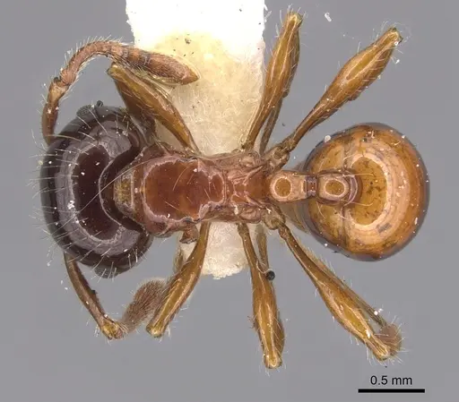 Pristomyrmex wheeleri specimen CASENT0904700 image casent0904700_1