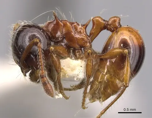 Pristomyrmex wheeleri specimen CASENT0904700 image casent0904700_3