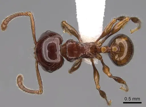 Pristomyrmex wheeleri specimen CASENT0923003 image casent0923003_1