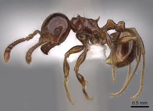 Pristomyrmex wheeleri specimen CASENT0923003 image casent0923003_3