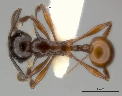 Pristomyrmex wilsoni specimen CASENT0217914 image casent0217914_1