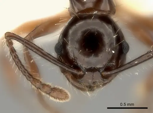 Pristomyrmex wilsoni specimen CASENT0217914 image casent0217914_2