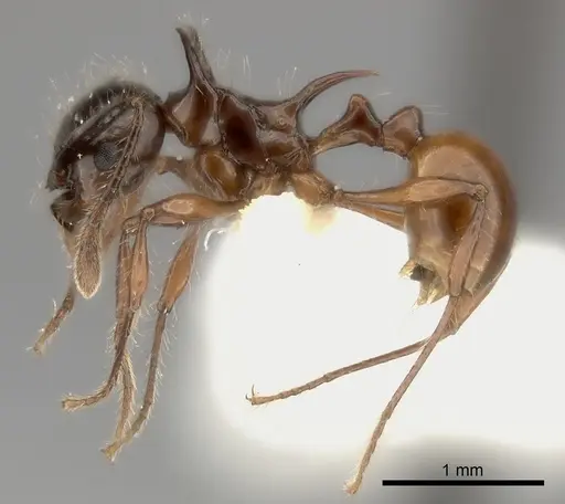 Pristomyrmex wilsoni specimen CASENT0217914 image casent0217914_3