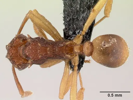 Proatta butteli specimen CASENT0007617 image casent0007617_1