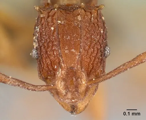 Proatta butteli specimen CASENT0007617 image casent0007617_2