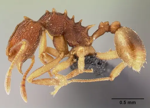 Proatta butteli specimen CASENT0007617 image casent0007617_3