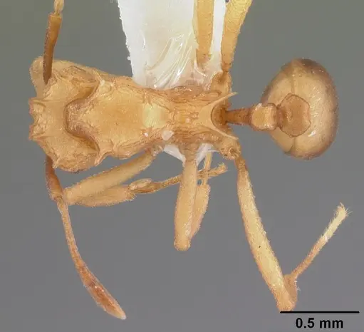 Proatta butteli specimen CASENT0010836 image casent0010836_1