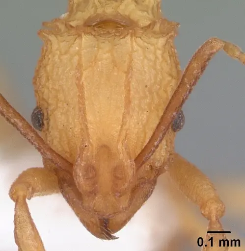 Proatta butteli specimen CASENT0010836 image casent0010836_2