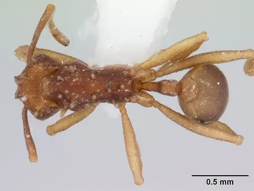 Proatta butteli specimen CASENT0178526 image casent0178526_1