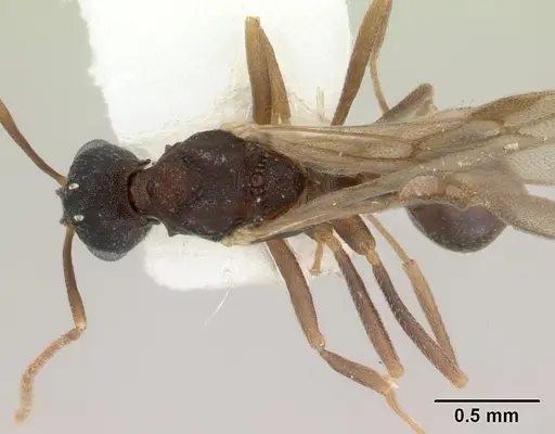 Proatta butteli specimen CASENT0178527 image casent0178527_1