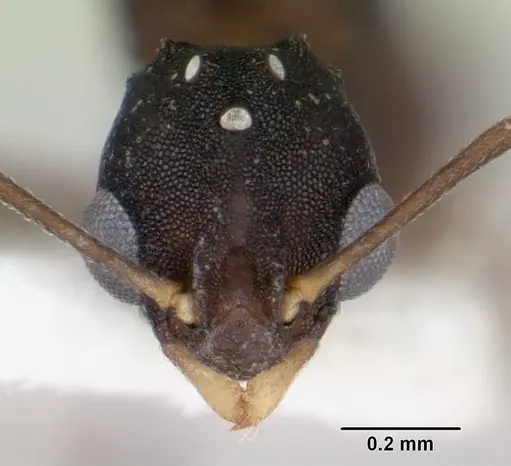 Proatta butteli specimen CASENT0178527 image casent0178527_2