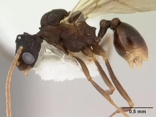 Proatta butteli specimen CASENT0178527 image casent0178527_4