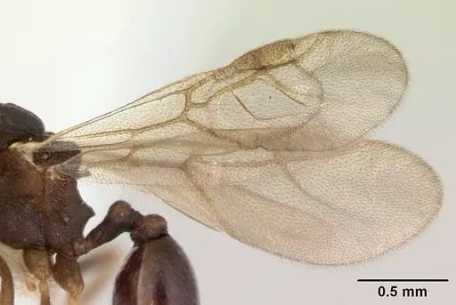 Proatta butteli specimen CASENT0178527 image casent0178527_5