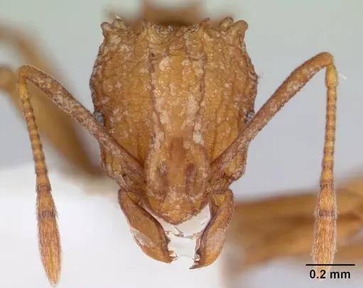 Proatta butteli specimen CASENT0178529 image casent0178529_2