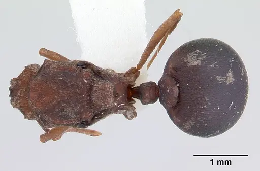 Proatta butteli specimen CASENT0178530 image casent0178530_1