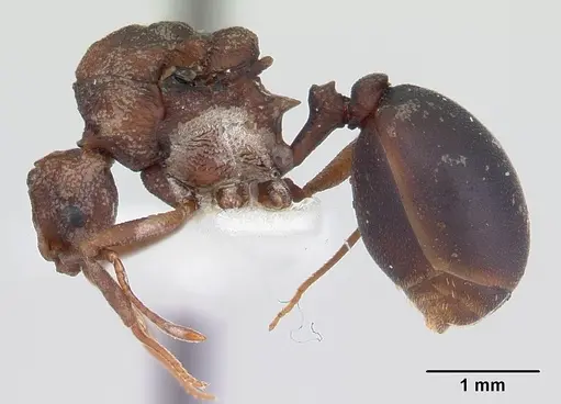 Proatta butteli specimen CASENT0178530 image casent0178530_3