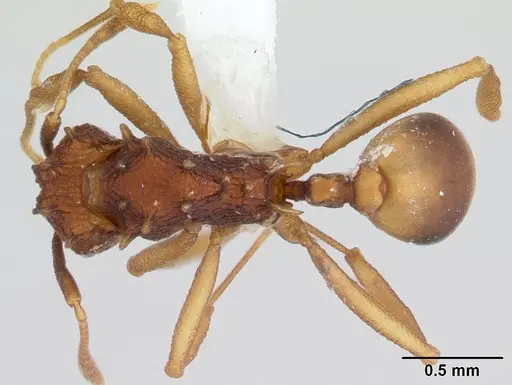 Proatta butteli specimen CASENT0178846 image casent0178846_1