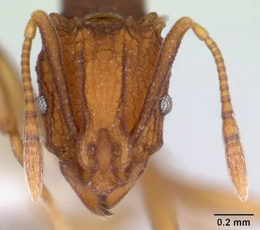 Proatta butteli specimen CASENT0178846 image casent0178846_2