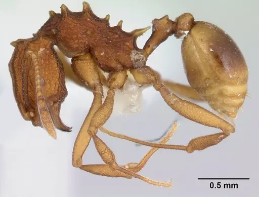 Proatta butteli specimen CASENT0178846 image casent0178846_3