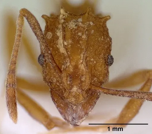 Proatta butteli specimen CASENT0179066 image casent0179066_2