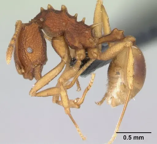 Proatta butteli specimen CASENT0179566 image casent0179566_3