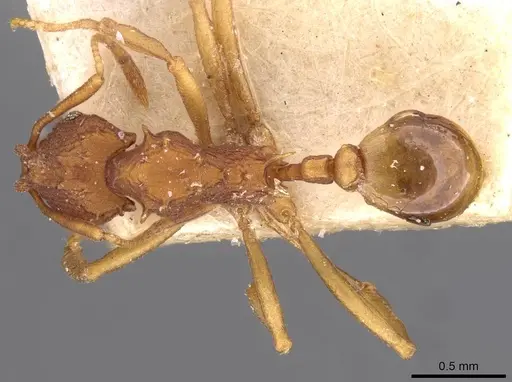 Proatta butteli specimen CASENT0909355 image casent0909355_1