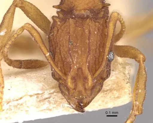 Proatta butteli specimen CASENT0909355 image casent0909355_2