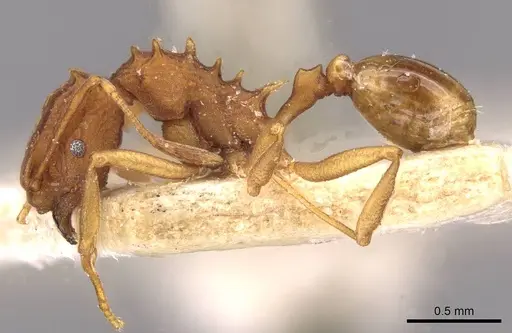 Proatta butteli specimen CASENT0909355 image casent0909355_3