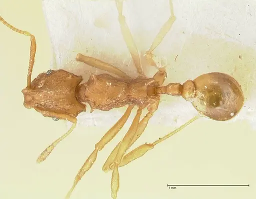 Proatta butteli specimen FOCOL2191 image focol2191_1