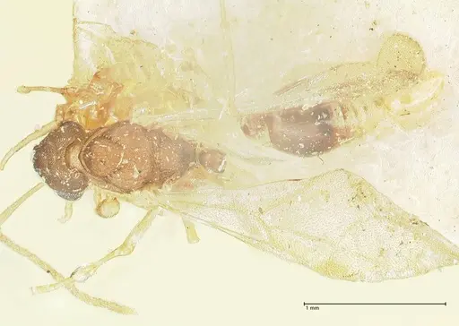 Proatta butteli specimen FOCOL2192 image focol2192_1