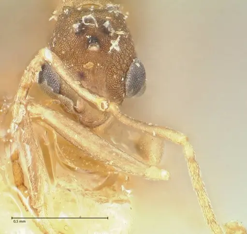 Proatta butteli specimen FOCOL2192 image focol2192_2