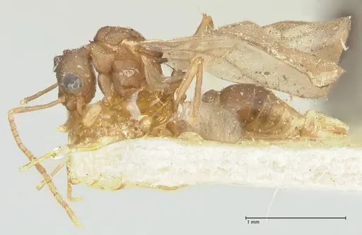 Proatta butteli specimen FOCOL2192 image focol2192_3