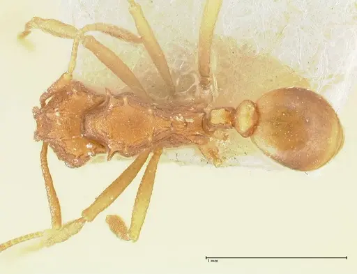 Proatta butteli specimen FOCOL2193 image focol2193_1