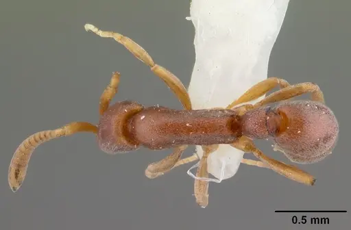 Probolomyrmex bidens specimen CASENT0101818 image casent0101818_1