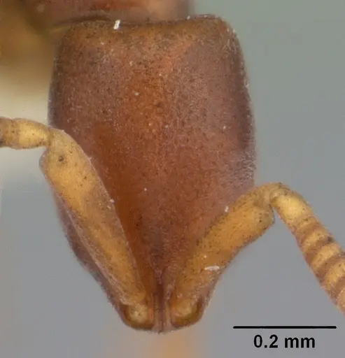 Probolomyrmex bidens specimen CASENT0101818 image casent0101818_2