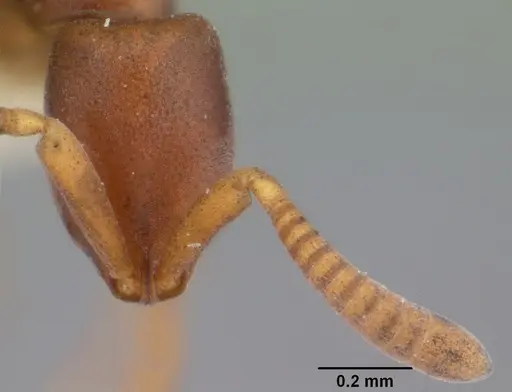 Probolomyrmex bidens specimen CASENT0101818 image casent0101818_3