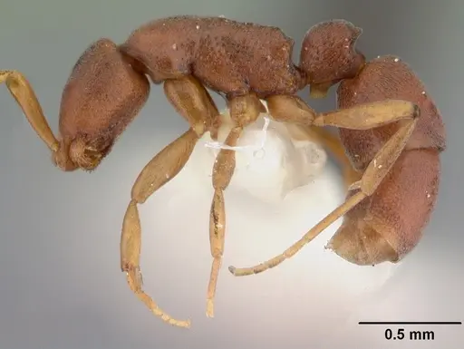 Probolomyrmex bidens specimen CASENT0101818 image casent0101818_4