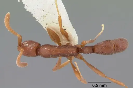 Probolomyrmex boliviensis specimen CASENT0101757 image casent0101757_1