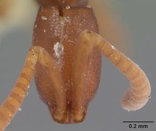 Probolomyrmex boliviensis specimen CASENT0101757 image casent0101757_2