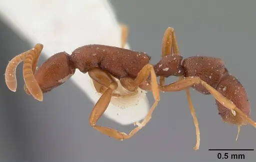 Probolomyrmex boliviensis specimen CASENT0101757 image casent0101757_3