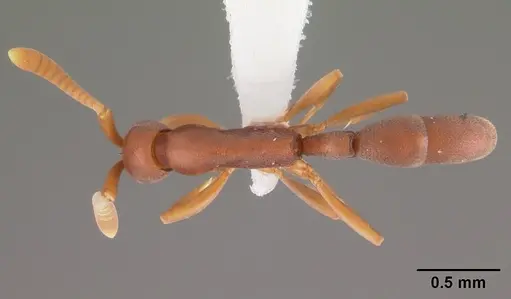 Probolomyrmex boliviensis specimen CASENT0102223 image casent0102223_1
