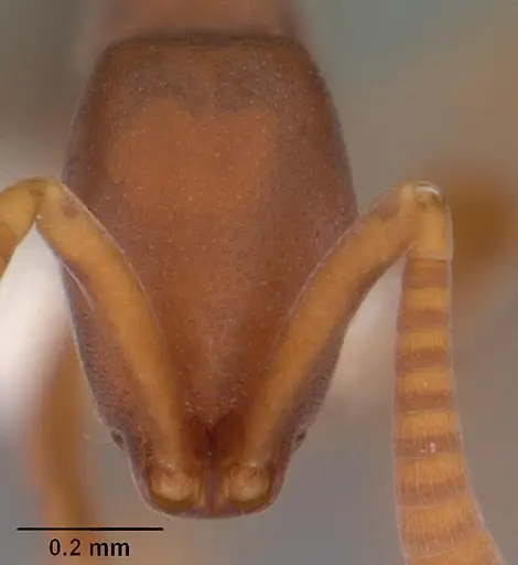 Probolomyrmex boliviensis specimen CASENT0102223 image casent0102223_2